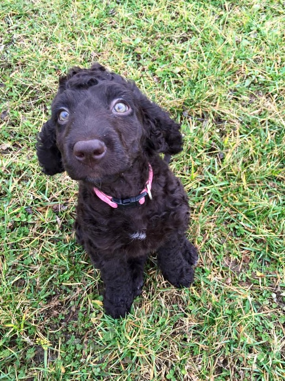 carragh-a-joey-puppy